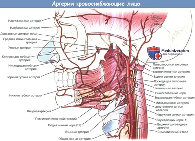 Поверхностные сосуды кожи головы плакат глянцевый А1/А2 › Купить оптом и в  розницу › Цена от завода