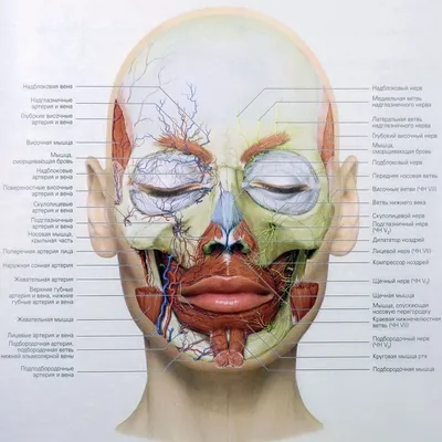 Кровоснабжение лица. Артерии и вены лица
