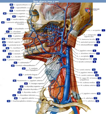 Поверхностные вены лица - Различие в строении вен лица и их значение в  хирургии - Венозная система человека - Цікава інформація медичної  спрямованості - Анатомія людини