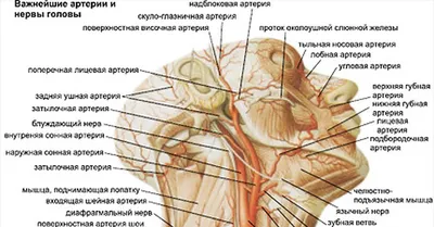 Удалить сосуды на лице