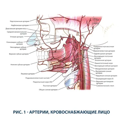 Анатомия лица человека: кровеносная и нервная системы (плакат) ᐈ купить по  низкой цене в интернет-магазине VSALON24