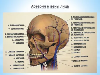 УЗИ анатомия лица для косметологии и пластической хирургии