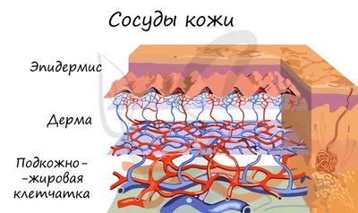 Как укрепить сосуды на лице? | Teana Labs | Дзен