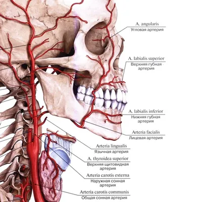 Артерии и вены на лице