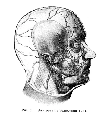 Поверхностные вены лица - Различие в строении вен лица и их значение в  хирургии - Венозная система человека - Цікава інформація медичної  спрямованості - Анатомія людини