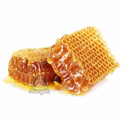 Соты пчелиные: из чего строят, фото