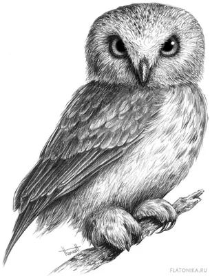 Рисунок совы карандашом. Окончательный вариант. | Сова тату рисунки,  Нарисовать сову, Рисунок птиц