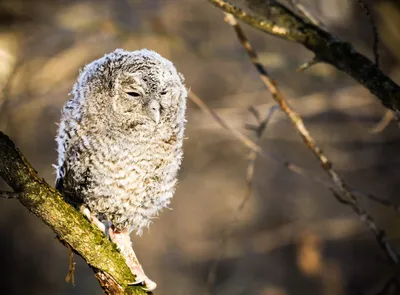 Зимушка зима и снежная сова 🦉❄️✨ #сова #owl #полярнаясова #музейсовушек  #филосовия #токсово | Instagram