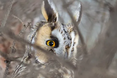 Снежная Сова (Bubo Scandiacus) Сидит На Скамейке Зимой Фотография,  картинки, изображения и сток-фотография без роялти. Image 26622732