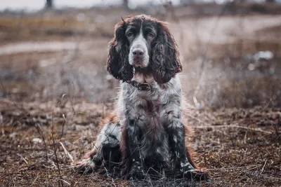 Центр для собак «Собака-Улыбака» | 🐕 Кавалер Кинг Чарльз Спаниель 🐕 |  Facebook