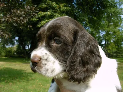 Бойкин-спаниель (Canis lupus familiaris 'Boykin Spaniel') - Rock Identifier