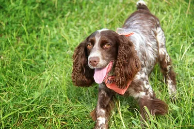 Английский кокер-спаниель (Cocker Spaniel) | Мир собак. Журнал о собаках.  Доска объявлений. Породы. Дрессировка.