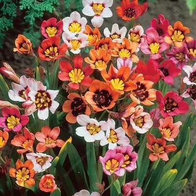 Цветы Спараксиса - незабываемые картины природы