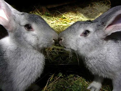 Почему нельзя спаривать любого кролика? | Информационный портал о  карликовых и декоративных кроликах