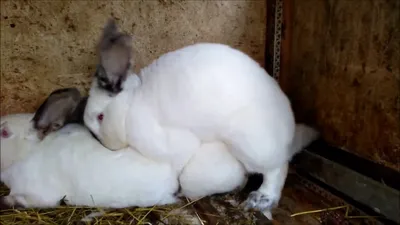 Спаривание кроликов / обзор хозяйства - YouTube