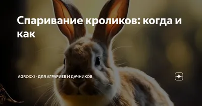 Репродуктивной Токсичности У Кроликов — стоковые фотографии и другие  картинки Кролик - животное - Кролик - животное, Спаривание животных, Без  людей - iStock