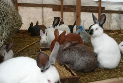 кролики спариваются,rabbits are mated - YouTube