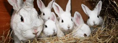 Разведение кроликов как бизнес: выбор породы, выращивание, сбыт продукции