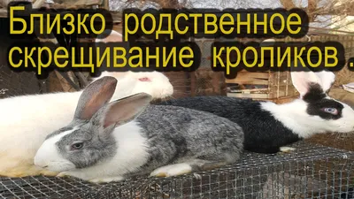 Выгодно ли использовать искусственное оплодотворение кроликов? | Статьи ООО  Укрвет