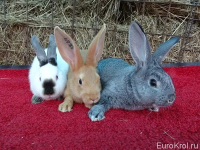 Сколько можно заработать на разведении кроликов, если каждый продается за  «сотку» и более?