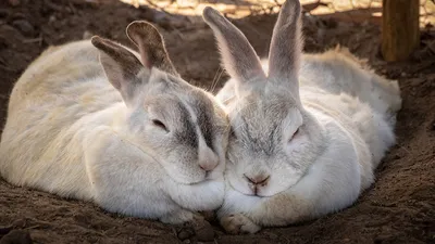 Разведение кроликов мясных пород - Союз Заводчиков и Селекционеров