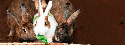 У нас полторы тысячи кроликов!» Как живет семья кролиководов в Сибири |  ОБЩЕСТВО | АиФ Красноярск