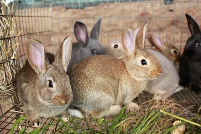 Особенности содержания и разведения кроликов — ветклиника «АМИКУС ВЕТ»