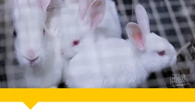 Декоративные кролики: описание и особенности ухода в домашних условиях