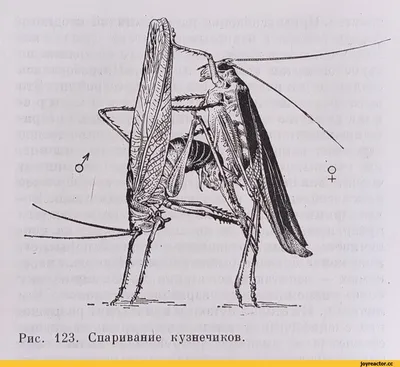 Разведение кроликов на сити-ферме