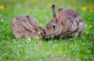 Спаривание Кроликов. Кролики Mini Lop Ear Спариваются На Белом Фоне.  Кролиководство. Студийное Фото. Животное Домашнее Животное Млекопитающее  Кролик Голландский Карликовый Кролик Разведение. Фотография, картинки,  изображения и сток-фотография без ...