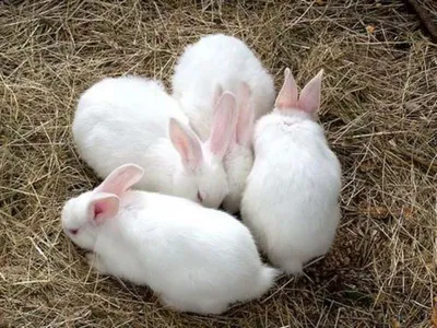 Скотный двор и размножение молодого кролика. Стоковое Фото - изображение  насчитывающей рынок, глаз: 37237534