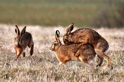 Скрещивание кроликов: секреты здорового приплода АО \"Витасоль\"