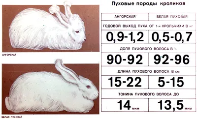 Сопрягая Кроликов — стоковые фотографии и другие картинки Кролик - животное  - Кролик - животное, Спаривание животных, Без людей - iStock