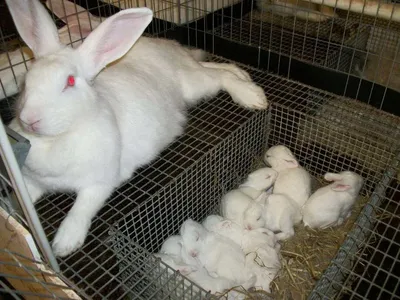 Кролики размножаются аллегории» — создано в Шедевруме