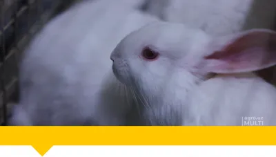 Кролик новозеландский красный — все о породе и разведении, фото, отзывы