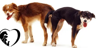 Спаривание собак» — создано в Шедевруме