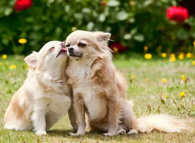 Особенности полового развития и размножение собак | Ветеринария | статьи о  домашних животных | Дзен