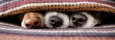 Все, что нужно знать о вязке собак: подходящий возраст, что делать если не  получается, правила и советы | ВКонтакте