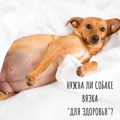 Вязка собак в Бобруйске, цена Договорная. - Объявление №210402684