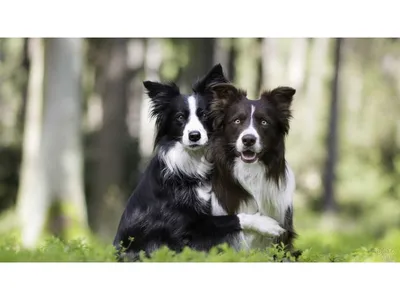 Вязка собак: Бесплатно - Бесплатно (животные и вязка) Николаев Жовтневый на  Olx