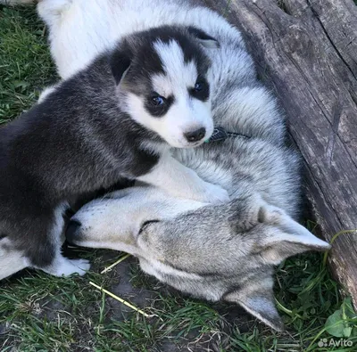 Течка у собак 🐕 – сколько длится, признаки и симптомы, помощь питомцу