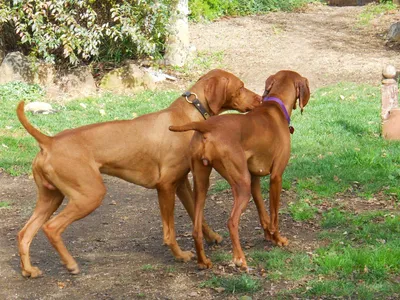 Спаривание бездомные собаки Стоковое Фото - изображение насчитывающей  прелестное, эротично: 205188222