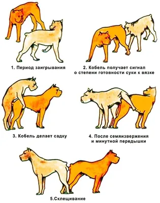 SS.LV Собаки, щенки - Спаривание Предлагается к вязке опытный, молодой.  активный кобель. Чемпион - Объявления - Объявления