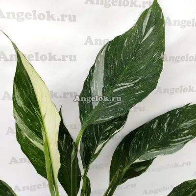 Спатифиллум Домино (Spathiphyllum Domino) Каталог орхидей - фаленопсисов,  каттлей, ванд, дендробиумов со всего мира от интернет магазина Ангелок