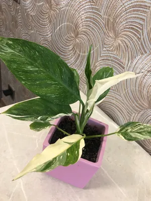 Spathiphyllum growing / Спатифиллум, обзор сортов и содержание | EXOTIC  PLANT Редкие коллекционные растения