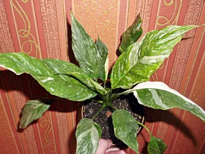 Спатифиллум домино — купить в Красноярске. Горшечные растения и комнатные  цветы на интернет-аукционе Au.ru