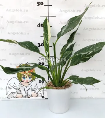 Спатифиллум Домино (Spathiphyllum Domino) Каталог орхидей - фаленопсисов,  каттлей, ванд, дендробиумов со всего мира от интернет магазина Ангелок