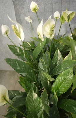 Коллекции растений ЦСБС СО РАН - Spathiphyllum Schott cv.Domino –  Спатифиллум cv.Domino