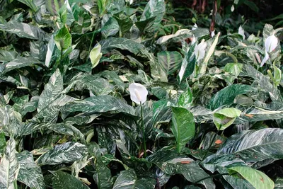 Спатифиллум Даймонд вариегатный (Spathiphyllum Diamond Variegata)