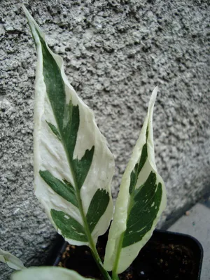 File:20100412 spathiphyllum-gemini-white-02-a.jpg - Wikimedia Commons